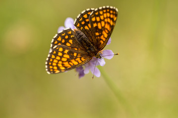 Insekten