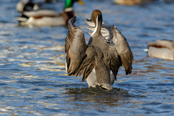 Northern Pintail (Anas acuta).