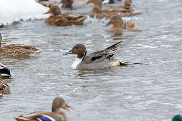 Northern Pintail (Anas acuta).