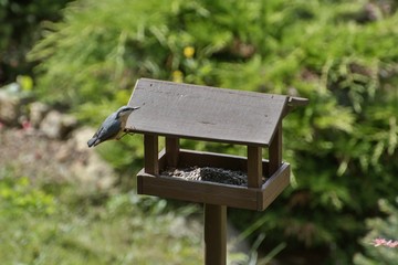 Nuthatch (Sitta europaea) at bird feeders.