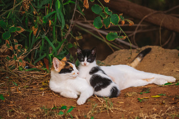 Portrait of happy family of two street cats relaxing outdoor. Horizontal color photography