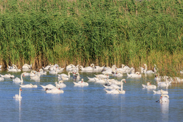 white swans on lake