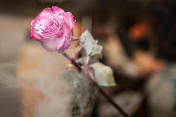 eingefrorene Rose mit Nebel, freigestellt