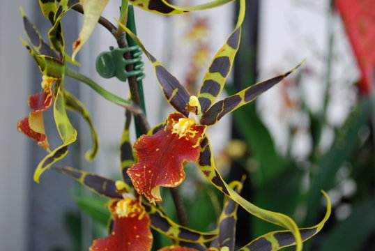 Brassia orchid flower. Decorative plants for gardening and greenhouse.