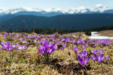 Flowering of spring flowers in Carpathian mountain valleys, in particular crocuses. Надіслати відгук