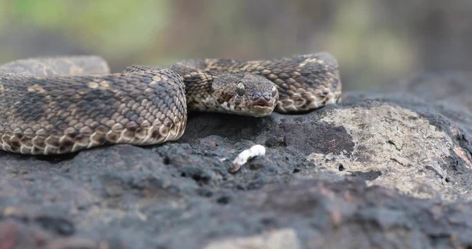 Indian Saw Scaled Viper with flickering tongue, Satara, Maharashtra, India.