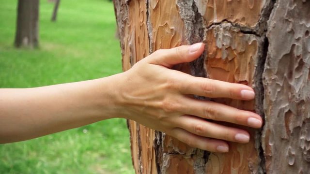 Woman sliding hand along big old tree in slow motion. Female hand touching green crust surface of tree trunk