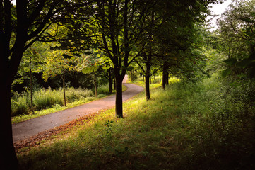 road in the forest