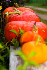 pumkin,  vegetarian, organic