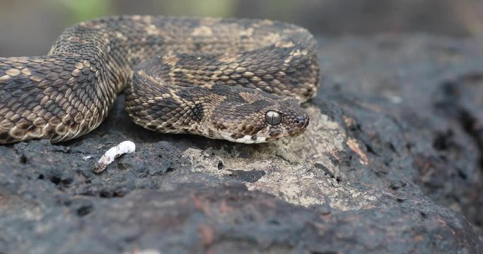 Side angle Indian Saw Scaled Viper, Satara, Maharashtra, India.