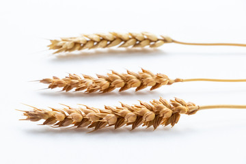 Three wheat ears perspective, shallow depth of field