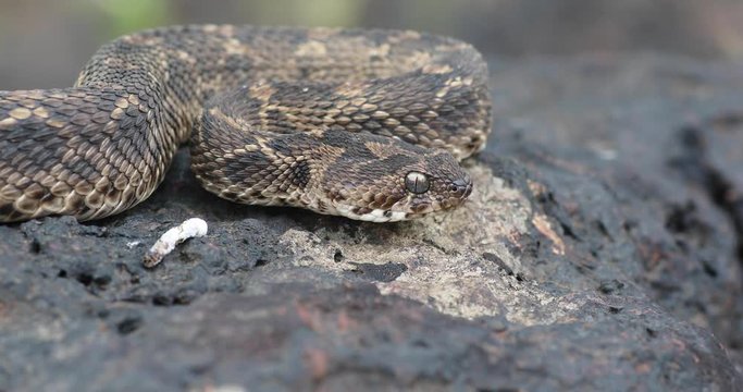 Indian Saw Scaled Viper, Satara, Maharashtra, India.