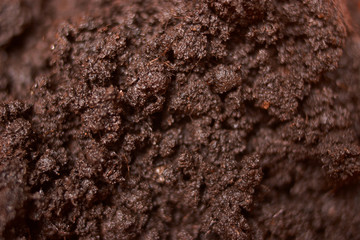 Ground for plant close up. selective focus. Concept ecology