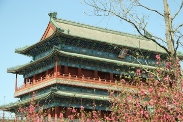Sakura in Beijing