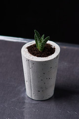 green plant in a concrete pot, creative home decoration. on black background