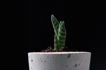 minimalist urban gardening or stylish interior background with various succulents. Selective focus