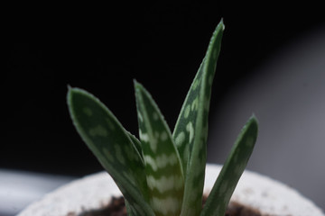 succulent plant in handmade concrete pot in room decoration for cactus lover