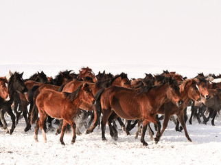 Horses