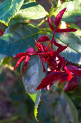 Red leaves Rose. Nature. close up, selective focus