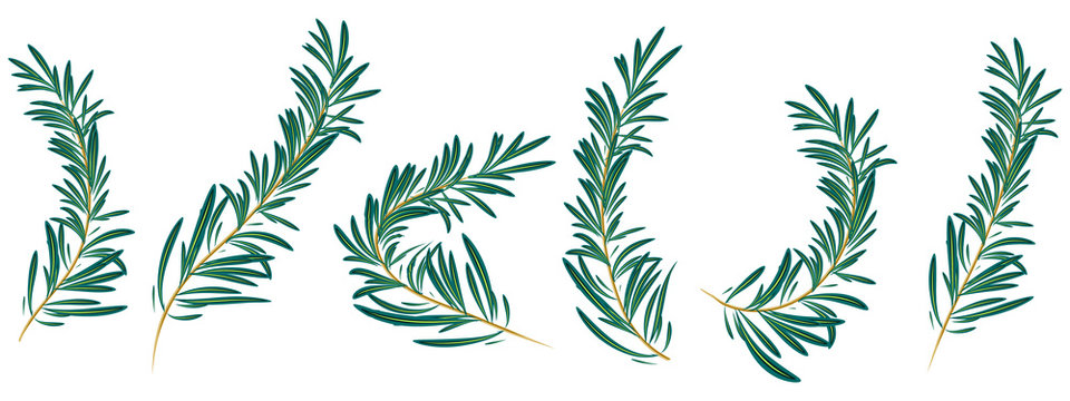  Rosemary Branch Isolated