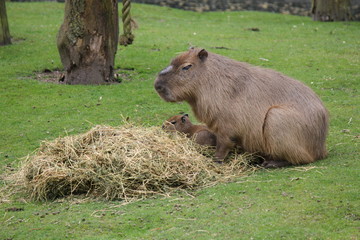 a capybara with a young is sitting in a green field