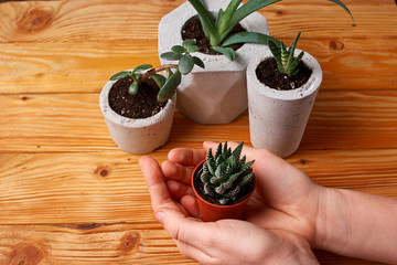 wooman hold her succulent in hands with love over wooden table