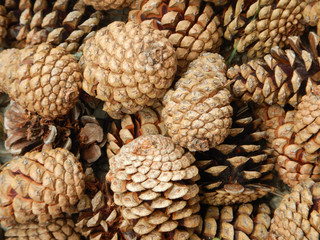 Group of pine cones in the mountains