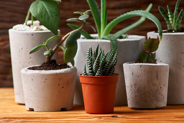 succulent plant in handmade concrete pot in room decoration for cactus lover