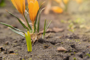 A young green shoots sprout on the background of a yellow crocus in a flowerbed