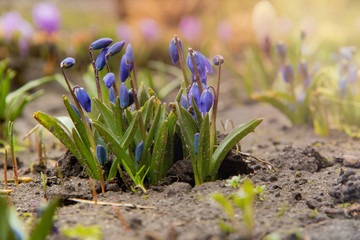A group of young blue squill flowers sprouting on a flowerbed in the background of purple crocus...