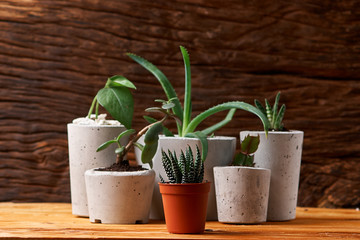 succulent plant in handmade concrete pot in room decoration for cactus lover