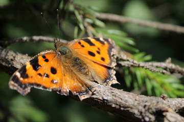 beautiful fluttering butterfly
