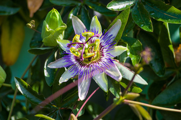 passion flower Passiflora caerulea Passionflower against green garden background