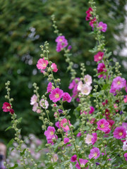 mallow flowers in the garden