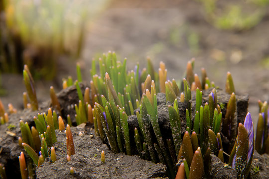 A group of shoots of Crocus flowers sprout on a flowerbed
