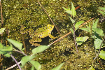 Frosch