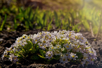 The primrose group flourished in the flower bed in front of the house in the early spring