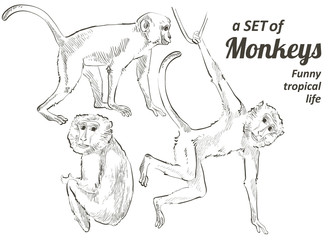 Tropical animals monkey vector realistic botanical illustration