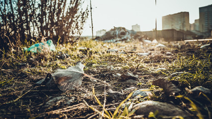 autumn leaves in the park