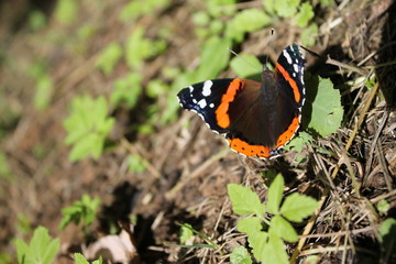 Beautiful fluttering butterfly