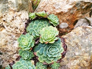 stone flower