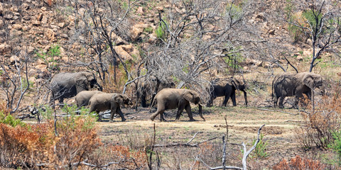 African Elephant Family