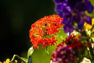 a bouquet of bright spring flowers of various types