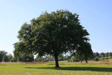 tree in the field