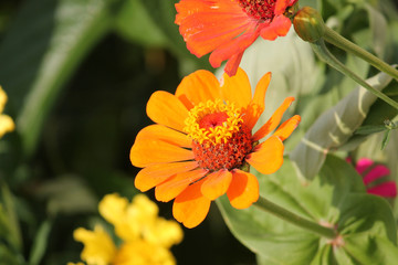 Bright orange flower of Zinnia elegans in garden