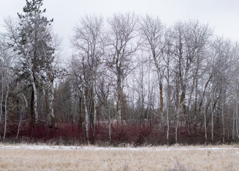 A Winter Exploration