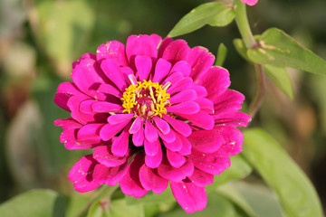 Bright pink double flower of Zinnia elegans in garden