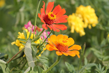 Bright orange flowers of Zinnia elegans in garden