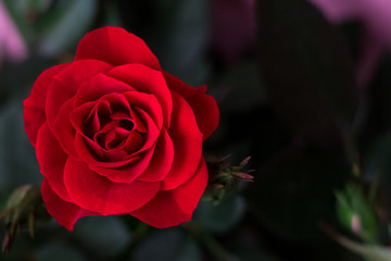 Red rose on green background