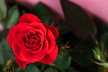 Red rose on pastel pink background